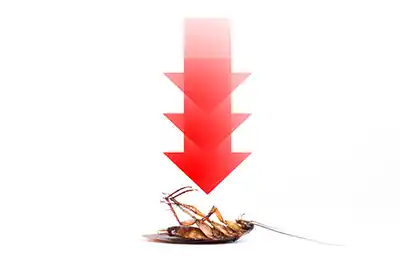 Servicio de Fumigacion a Domicilio Las Condes